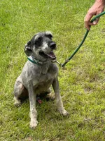 Micah, a male Giant Schnauzer for sale in Houston, TX – 2 of 5