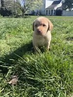 Green Collar, a male Labrador Retriever for sale in Pensacola, FL – Photo 6 of 9