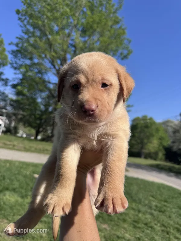 Green Collar – Labrador Retriever puppy for sale in Owensboro, KY