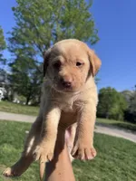 Green Collar, a male Labrador Retriever for sale in Pensacola, FL – Photo 7 of 9