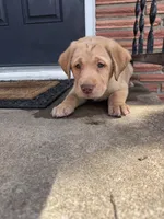 Green Collar, a male Labrador Retriever for sale in Pensacola, FL – Photo 2 of 9
