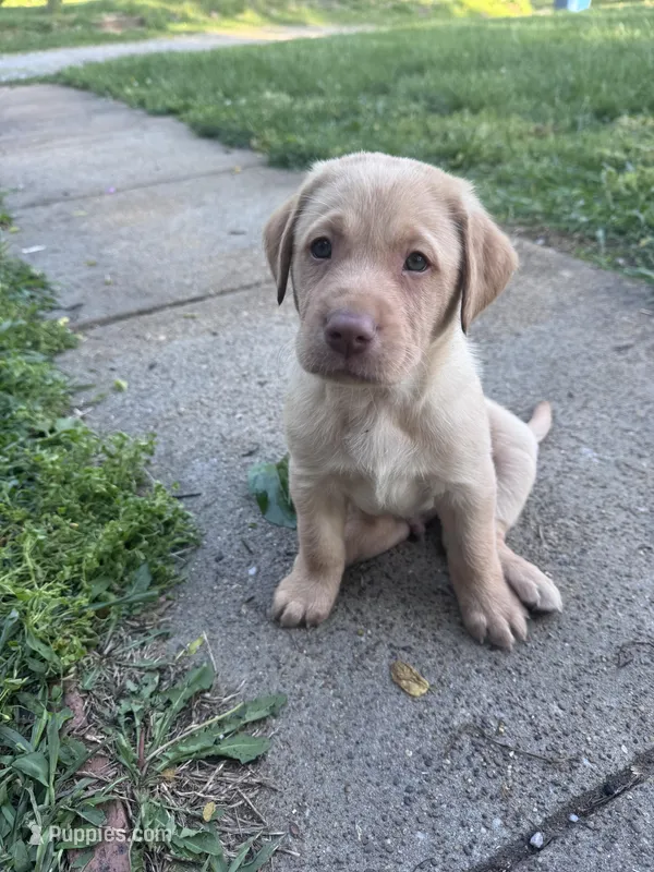 Green Collar – Labrador Retriever puppy for sale in Owensboro, KY