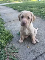 Green Collar, a male Labrador Retriever for sale in Pensacola, FL – Photo 3 of 9