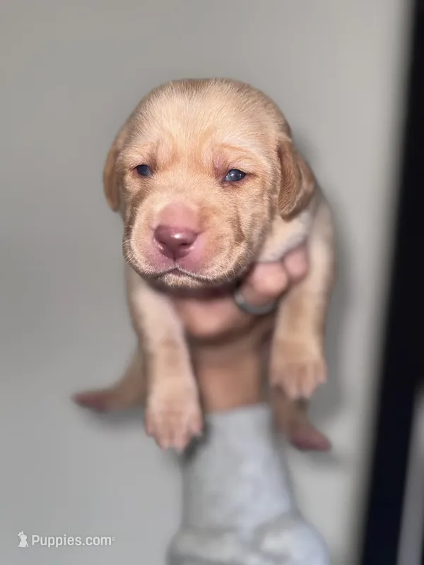 Green Collar – Labrador Retriever puppy for sale in Owensboro, KY