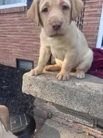 Green Collar, a male Labrador Retriever for sale in Pensacola, FL – Photo 5 of 9