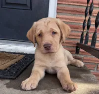 Green Collar, a male Labrador Retriever for sale in Pensacola, FL – Photo 1 of 9