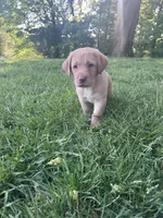 Green Collar, a male Labrador Retriever for sale in Pensacola, FL – Photo 4 of 9