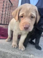Green Collar, a male Labrador Retriever for sale in Pensacola, FL – Photo 9 of 9