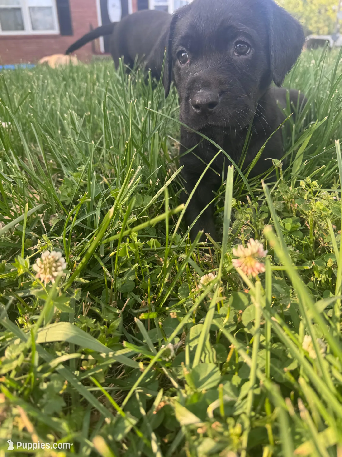Yellow Collar, a female Labrador Retriever for sale in Pensacola, FL – Photo 5 of 7