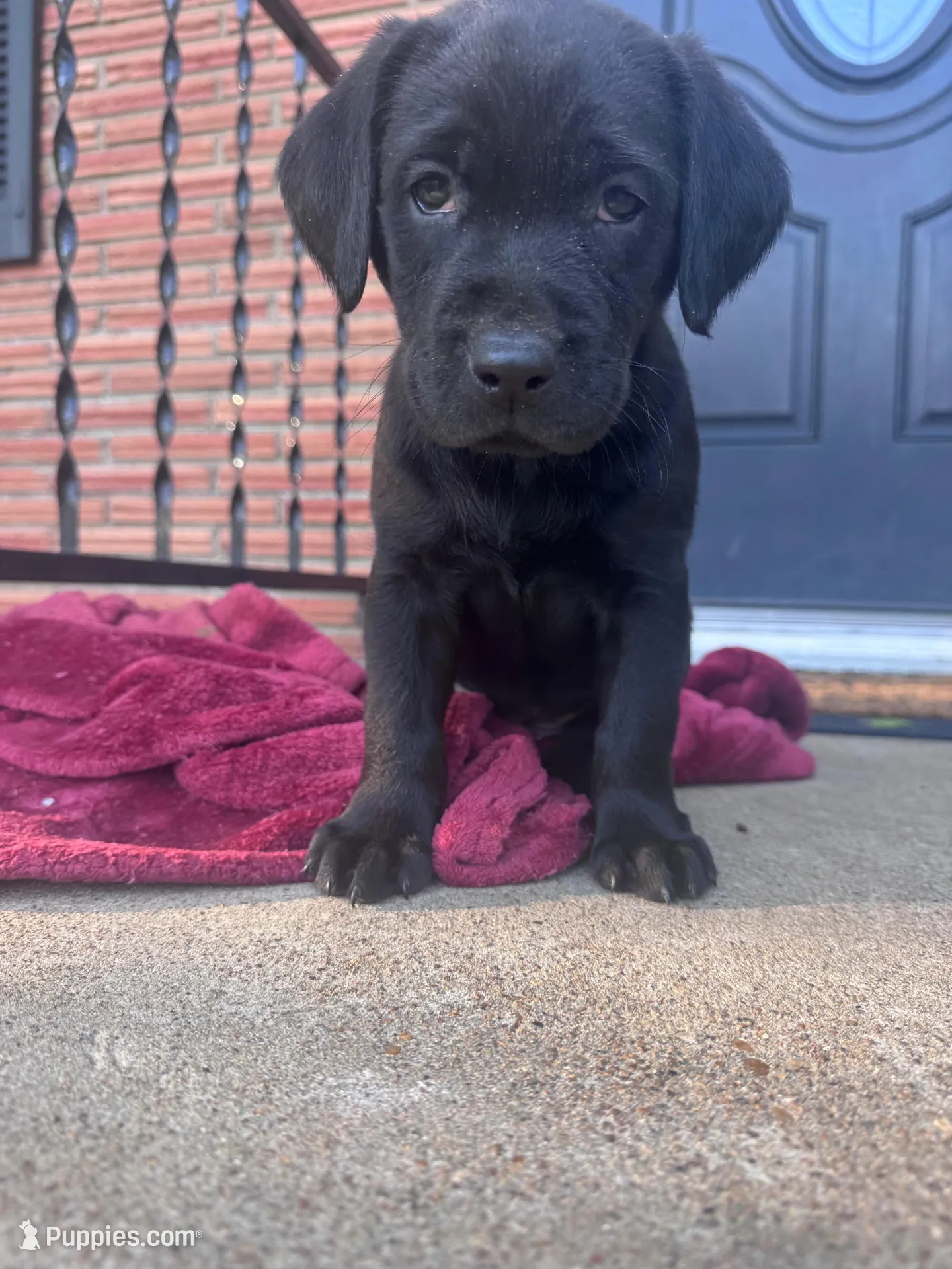 Yellow Collar, a female Labrador Retriever for sale in Pensacola, FL – Photo 6 of 7