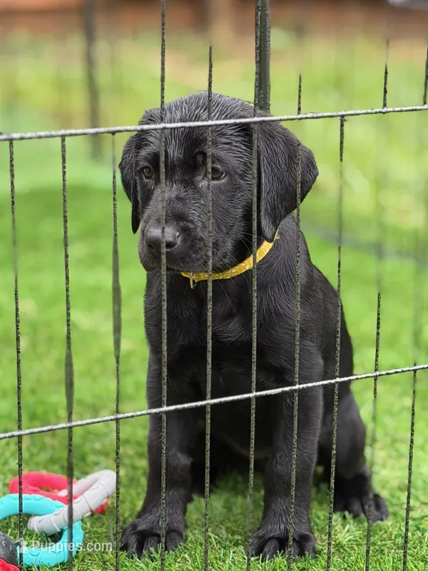 Yellow Collar – Labrador Retriever puppy for sale in Pensacola, FL