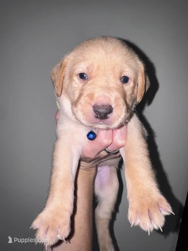 Dark Blue Collar – Labrador Retriever puppy for sale in Owensboro, KY