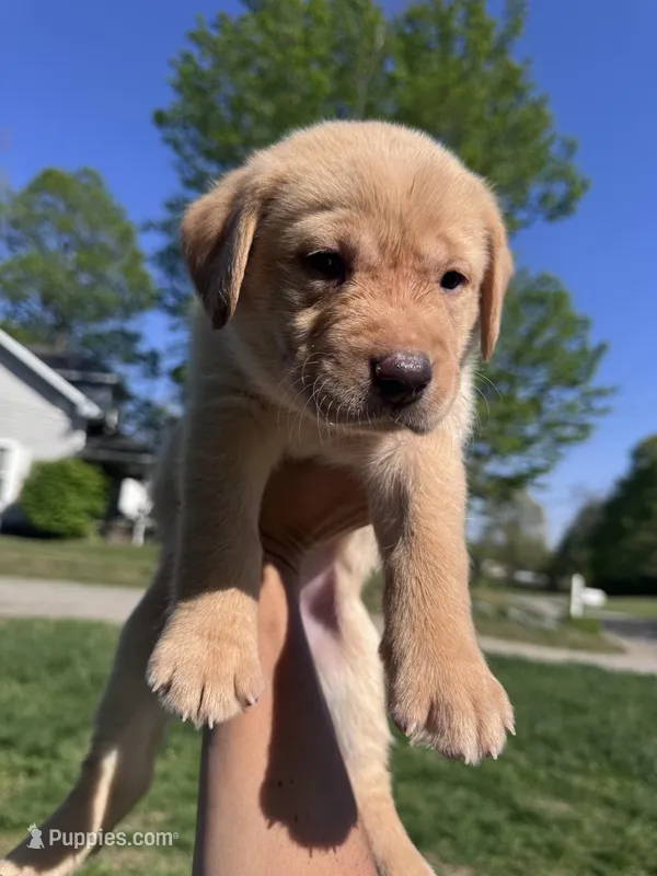 Dark Blue Collar – Labrador Retriever puppy for sale in Owensboro, KY