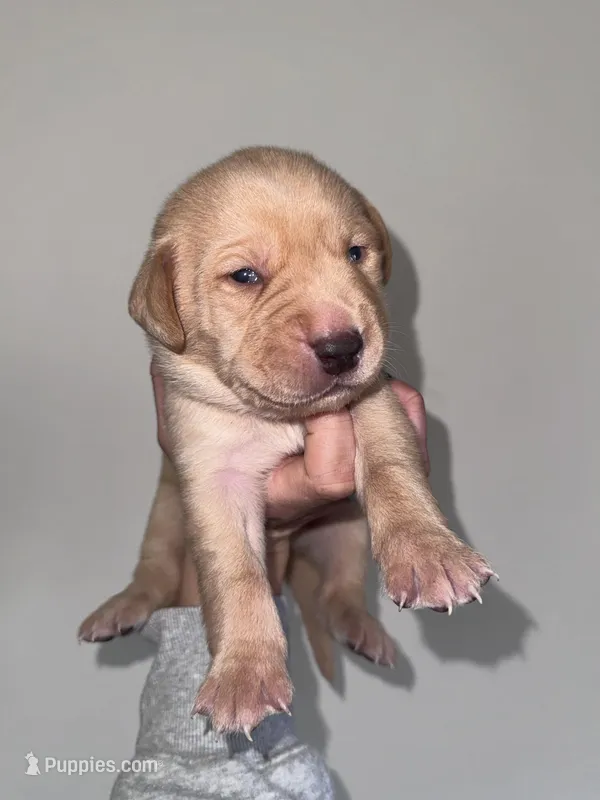 Dark Blue Collar – Labrador Retriever puppy for sale in Owensboro, KY