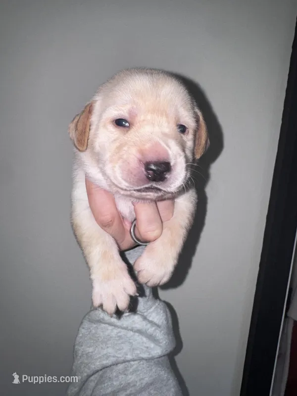 Red Collar – Labrador Retriever puppy for sale in Owensboro, KY