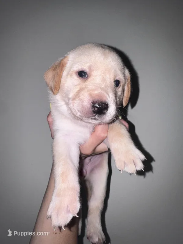Red Collar – Labrador Retriever puppy for sale in Owensboro, KY