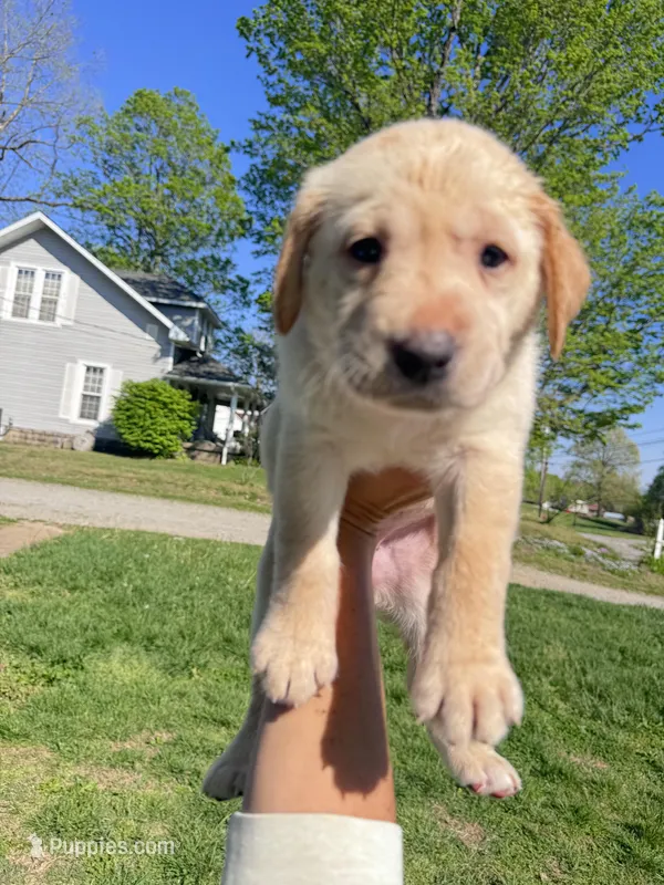 Red Collar – Labrador Retriever puppy for sale in Owensboro, KY