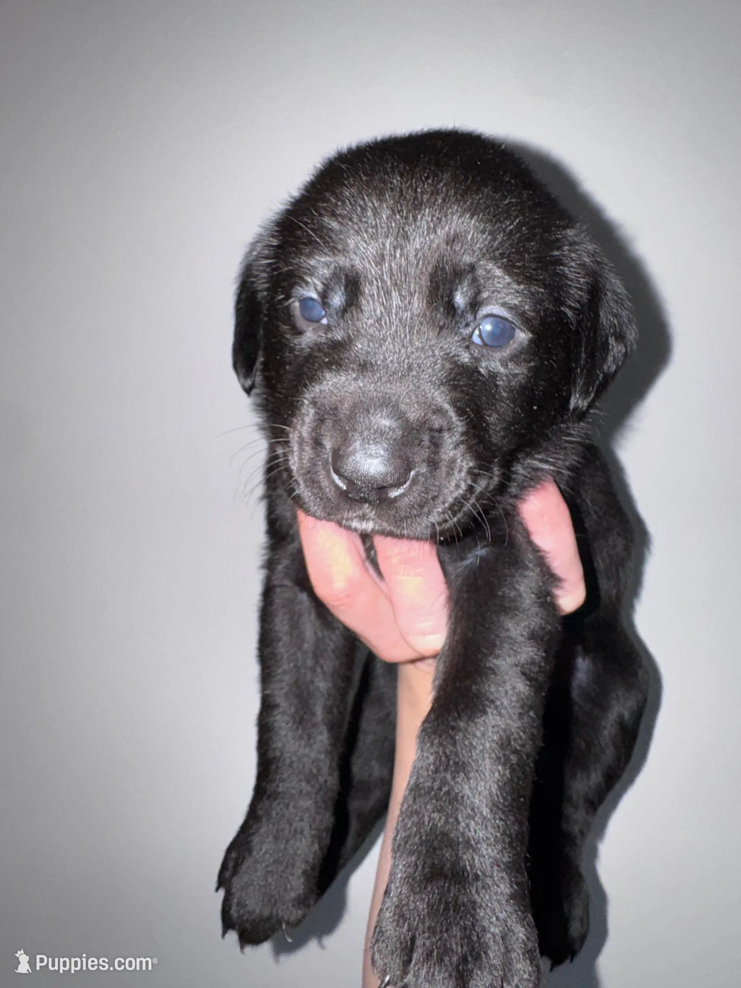 Pink Collar – Labrador Retriever puppy for sale in Owensboro, KY
