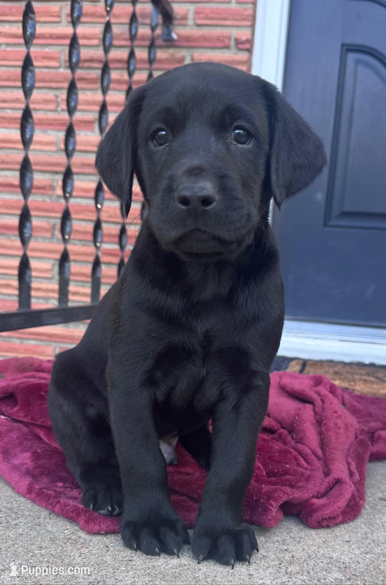 Yellow Collar, a female Labrador Retriever for sale in Pensacola, FL – Photo 1 of 7