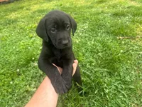 Yellow Collar, a female Labrador Retriever for sale in Pensacola, FL – Photo 4 of 7