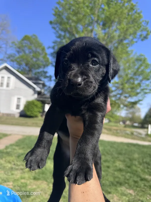 Yellow Collar – Labrador Retriever puppy for sale in Owensboro, KY