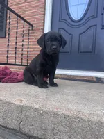 Yellow Collar, a female Labrador Retriever for sale in Pensacola, FL – Photo 3 of 7