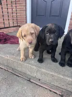 Yellow Collar, a female Labrador Retriever for sale in Pensacola, FL – Photo 7 of 7