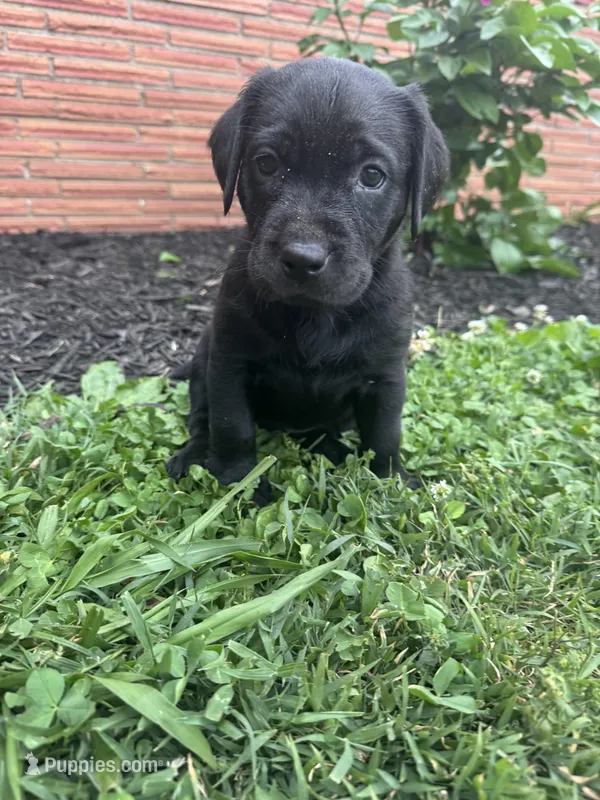 Yellow Collar – Labrador Retriever puppy for sale in Owensboro, KY