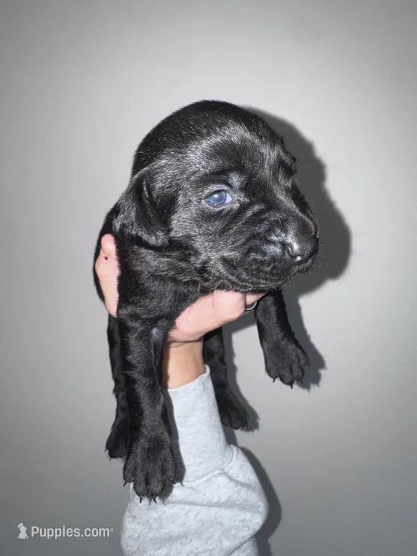 Yellow Collar – Labrador Retriever puppy for sale in Owensboro, KY