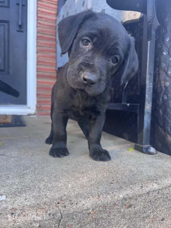 Yellow Collar – Labrador Retriever puppy for sale in Owensboro, KY