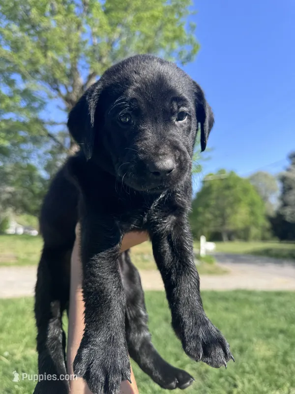 Pink Collar – Labrador Retriever puppy for sale in Owensboro, KY