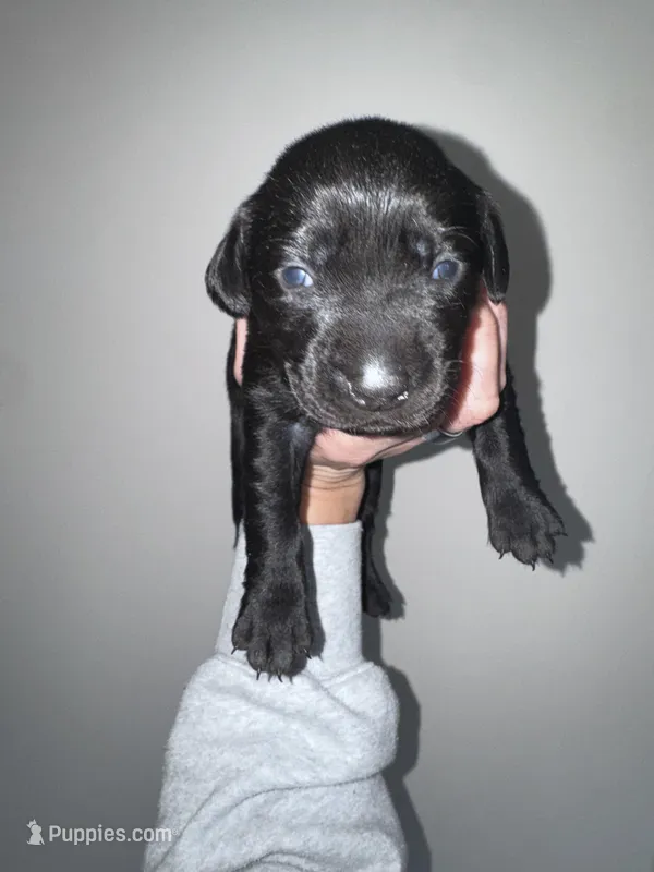 Pink Collar – Labrador Retriever puppy for sale in Owensboro, KY