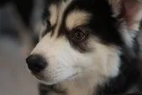 Smoke, a male Alaskan Husky for sale in Forney, TX – 5 of 6