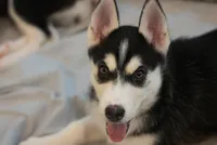 Stacks , a female Alaskan Husky for sale in Forney, TX – 3 of 3