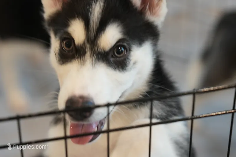 Stacks  – Alaskan Husky puppy for sale in Forney, TX