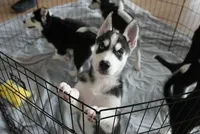 Nike, a female Alaskan Husky for sale in Forney, TX – 2 of 3