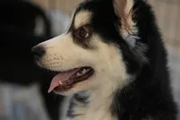 Smoke, a male Alaskan Husky for sale in Forney, TX – 4 of 6