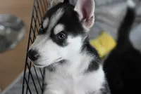 Nike, a female Alaskan Husky for sale in Forney, TX – 3 of 3