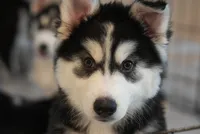 Smoke, a male Alaskan Husky for sale in Forney, TX – 2 of 6