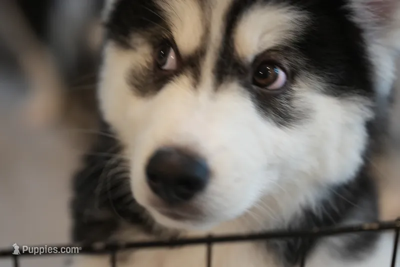 Smoke – Alaskan Husky puppy for sale in Forney, TX
