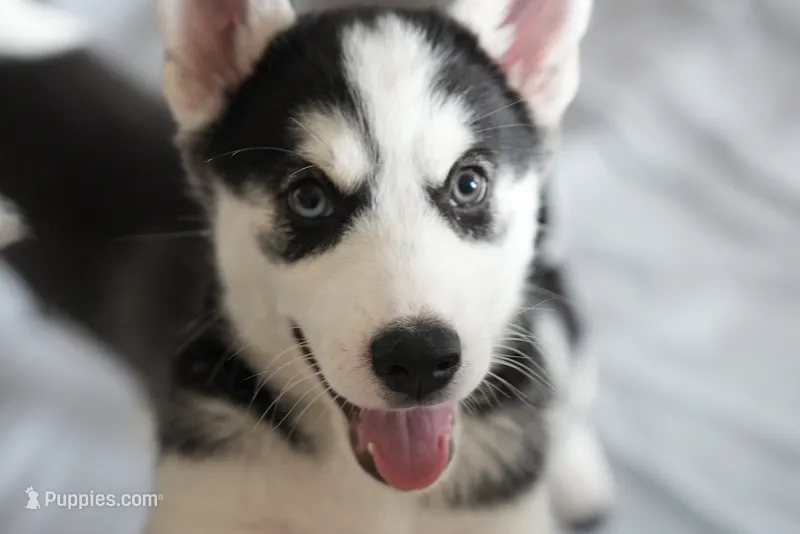 Shazam – Alaskan Husky puppy for sale in Forney, TX
