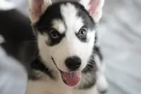 Shazam, a female Alaskan Husky for sale in Forney, TX – 1 of 3