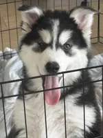 Smoke, a male Alaskan Husky for sale in Forney, TX – 3 of 6