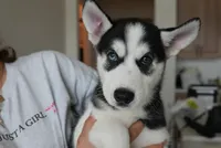 Shazam, a female Alaskan Husky for sale in Forney, TX – 2 of 3