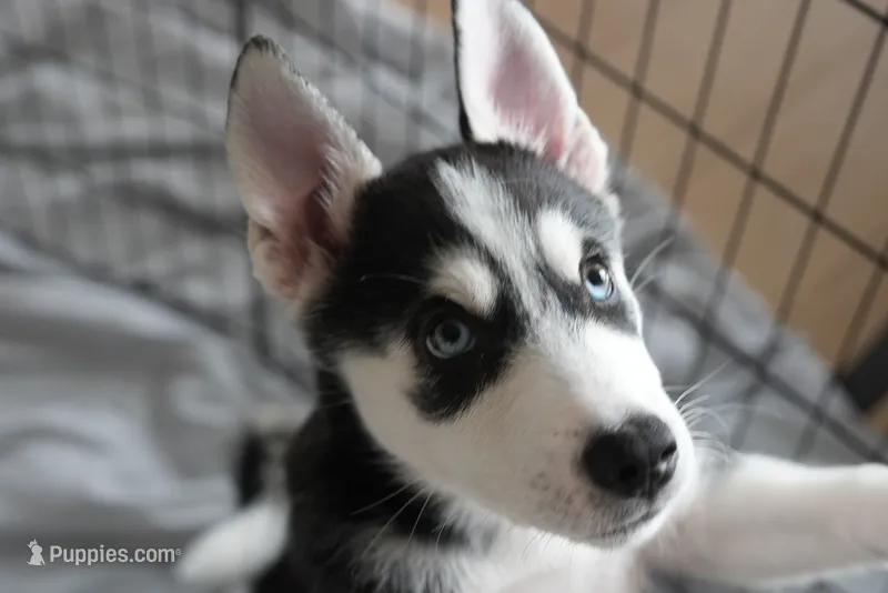 Nike – Alaskan Husky puppy for sale in Forney, TX