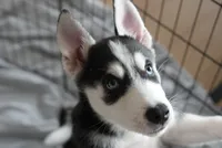 Nike, a female Alaskan Husky for sale in Forney, TX – 1 of 3