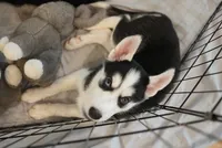 Shazam, a female Alaskan Husky for sale in Forney, TX – 3 of 3