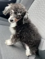 Butter , a female Poodle - Toy  for sale in Macon, GA – 3 of 3