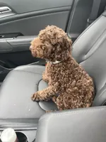 peanut, a male Poodle - Toy  for sale in Macon, GA – Photo 2 of 3