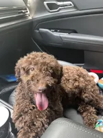 peanut, a male Poodle - Toy  for sale in Macon, GA – Photo 1 of 3